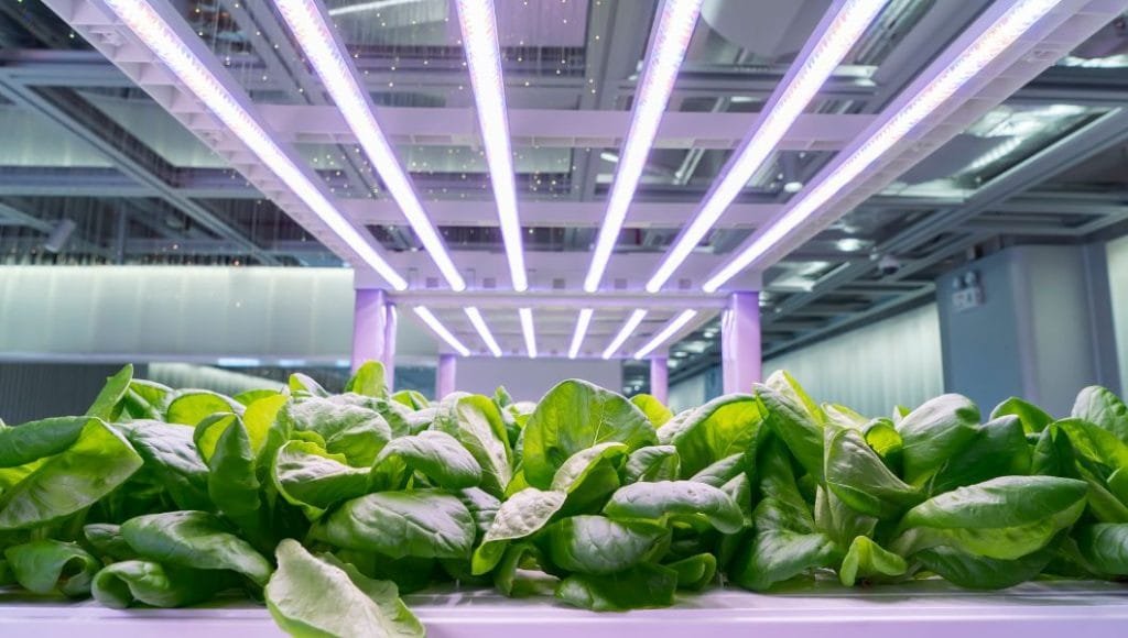 Application of LED PCB in plant growth lamp